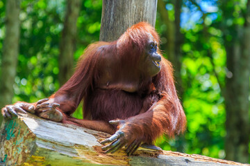 orangutans or pongo pygmaeus is the only asian great found on the island of Borneo and Sumatra