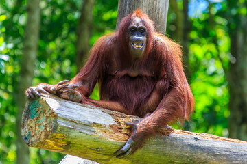 orangutans or pongo pygmaeus is the only asian great found on the island of Borneo and Sumatra © Yusnizam Yusof