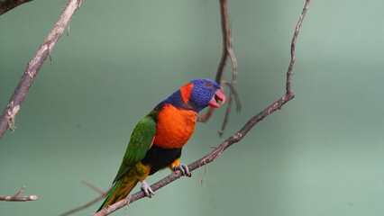 Red-collared lorikeet|Psittaciformes|Trichoglossus|Trichoglossus|紅領吸蜜鸚鵡| rubritorquis红领彩虹鹦鹉