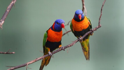 Red-collared lorikeet|Psittaciformes|Trichoglossus|Trichoglossus|紅領吸蜜鸚鵡| rubritorquis红领彩虹鹦鹉