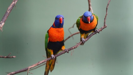 Red-collared lorikeet|Psittaciformes|Trichoglossus|Trichoglossus|紅領吸蜜鸚鵡| rubritorquis红领彩虹鹦鹉