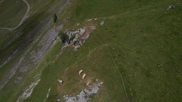 Moutons dans les Alpes