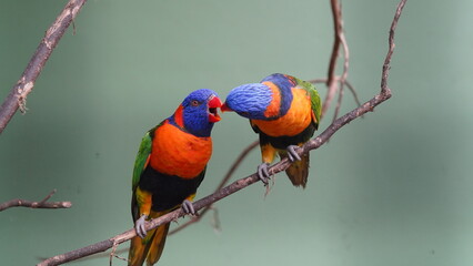 Red-collared lorikeet|Psittaciformes|Trichoglossus|Trichoglossus|紅領吸蜜鸚鵡| rubritorquis红领彩虹鹦鹉