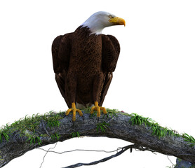 Majestic Bald Eagle scanning the area, looking for food.