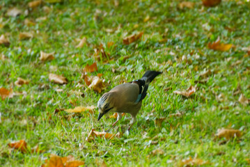 Eurasian Jay (Garrulus glandarius) sitting on grass in Zurich, Switzerland