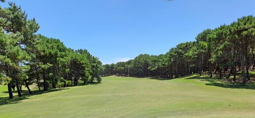 Naklejka premium landscape with trees
