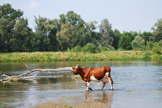 Cow in the river Bug, Podlasie, Poland.  Rural landscape