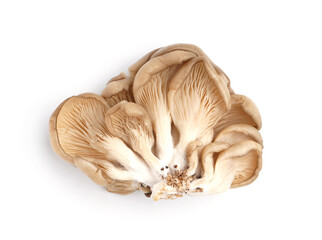 Fresh oyster mushrooms isolated on white background