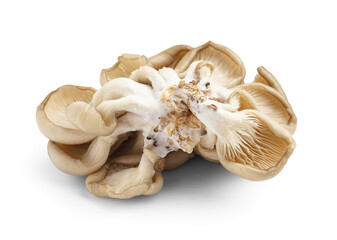 Fresh oyster mushrooms isolated on white background