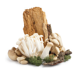 Composition with fresh mushrooms, tree bark and moss on white background