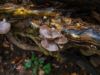 mushroom on the tree