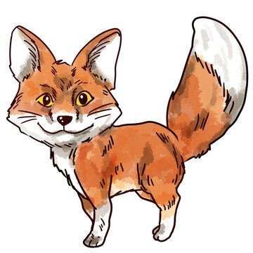 watercolor painting fox transparent background