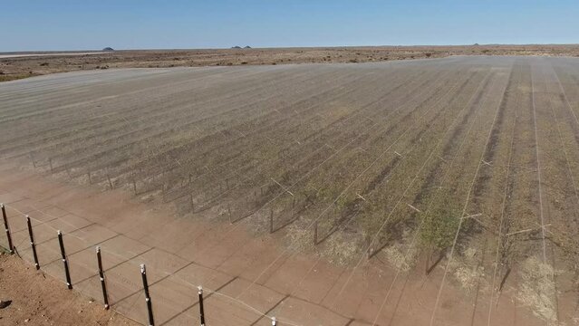 Aerial view of vineyards of a farm outside Upington, South Africa