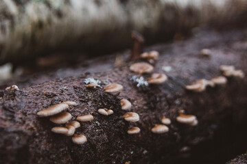 mushrooms on tree