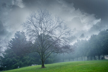 Atmospheric scene of lush forest layers in mist during winter morning, bare tree standing in the foreground. Bare tree landscape in the early morning in the Spain winter season.