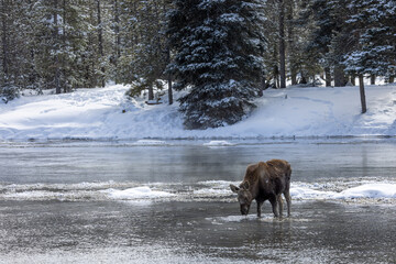 Cow Moose Feeeding in a Partially Frozen Snake River in Winter in Idaho