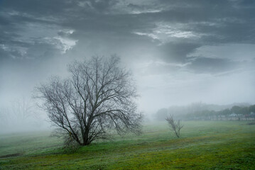 Silhouette of bare tree in the marsh against a cloudy winter day sky Spain, Winter day landscape