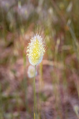 (Lagurus ovatus) hare’s tail grass during spring, Cape Town, South Africa