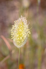 (Lagurus ovatus) hare’s tail grass during spring, Cape Town, South Africa