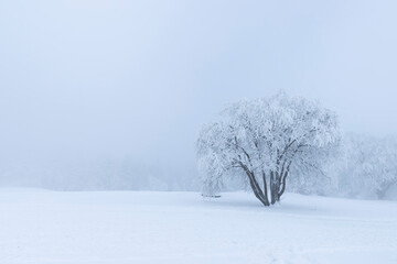 Krajobraz zimowy. Biały śnieg. Pejzaż górski. Zimowe zamrożone drzewo na górskiej polanie...