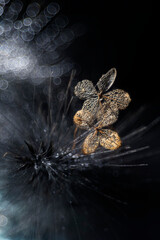 Suszone kwiaty ogrodowe. Kwiatowe dekoracje. Zimowy kwiat suszonej hortensji bukietowej.  © anettastar