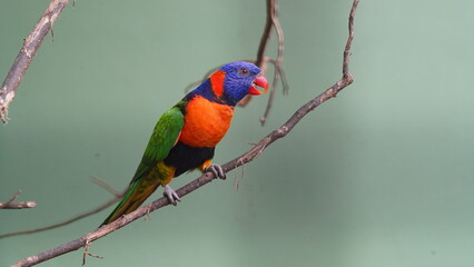 Red-collared