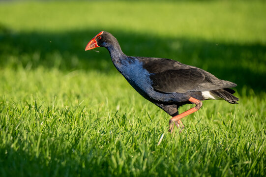 The NZ bird Pukeko, a subspecies of the Purple Swamphen. A New Zealand native bird.
