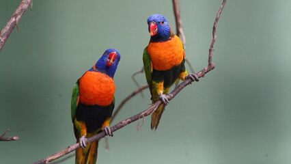 アカエリツメバケイ（赤襟爪羽鶏、学名：Galloperdix spadicea）
（英名：Red-collared Partridge / Red-spurfowl）

アカエリツメバケイ（Red-spurfowl） は、キジ科（Phasianidae）に属する地上性の鳥で、主にインド亜大陸に分布 しています。その名の通り、赤みがかった襟元（首周りの羽毛）が特徴 です。