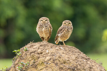 The couple of Burrowing Owl or Luck owl on top of a termite mound. Species Athene Cunicularia. The big yellow eyes of american owl. Bird lover. Birdwatching. Birding.