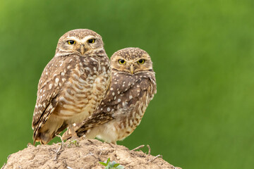 The couple of Burrowing Owl or Luck owl on top of a termite mound. Species Athene Cunicularia. The big yellow eyes of american owl. Bird lover. Birdwatching. Birding.