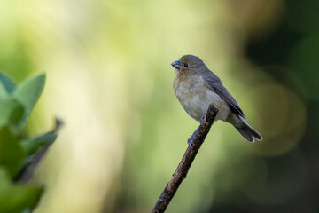 Fototapeta premium A Plumbeous Seedeater also know as Patativa perched on the branch. Species Sporophila plumbea. Birdwatching. Birding. Bird lover.