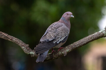 The Picazuro Pigeon also know as Asa Branca perched on branch. Big dove native to Brazil. Species Patagioenas Picazuro. Animal world. Birdwatching.
