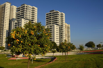 Construction of a residential building. Construction crane, tree with orange fruits. Garden next to an apartment building. Concept: buying a home, investment, mortgage, loan, price increase, real esta