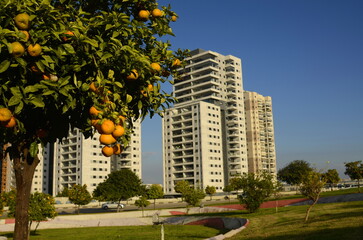 real estate in israel. Beautiful new buildings, apartment buildings. Modern housing. Concept: investment, loan, mortgage, rent, sale. Orchard with orange trees near the house