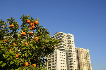 Tree with mandarin fruits, close-up. Residential apartment building. Concept: public garden, fruits for citizens, fruit trees near the house, urban space.