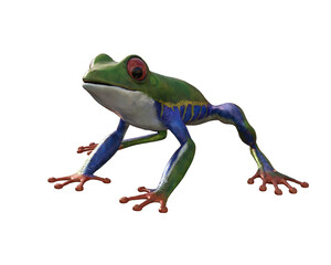 Frog/Red-Eyed Amazon Tree Frog (Agalychnis Calidris) 3d rendering