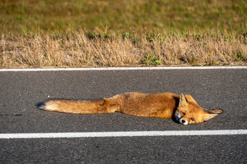 A fox killed by a car on an asphalt road. Dead forest animals by the roads. The season of migration...