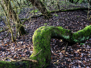 moss on a tree