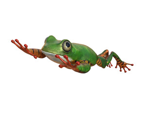 tiger leg monkey tree frog, Phyllomadusa tomoptera.  Tropical treefrog from Amazon rain forest and an endangered animal, 3d rendering