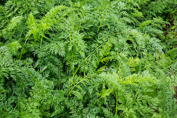 Potato bush in the garden field, close-up green leaf.