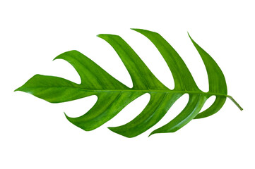 tropical jungle monstera leaves isolated on transparent background PNG file © sarayut_sy