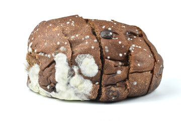 expired chocolate flavored bread white mold
