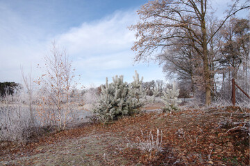 Eine idyllische Landschaft im Winter mit verschiedenen Bäumen, die mit Frost bedeckt sind