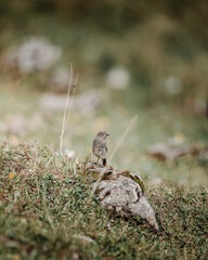 Single bird standing on rock in field