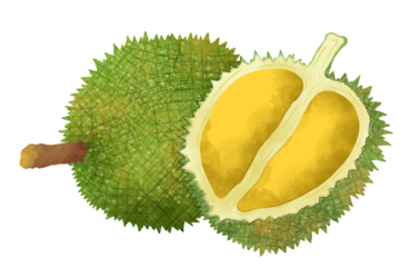 Durian Fruit Sketch Draw
