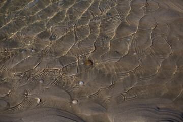 Muscheln im Wasser am Strand von Texel