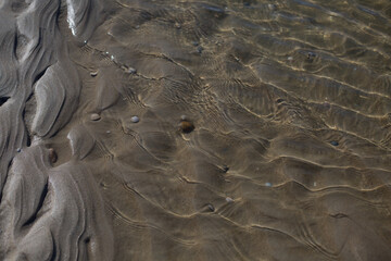 Muscheln im Wasser am Strand von Texel
