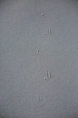 Vogelspuren im Sand