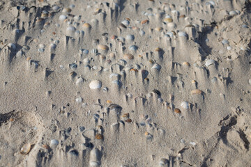Muscheln im Sand