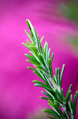 Rosemary